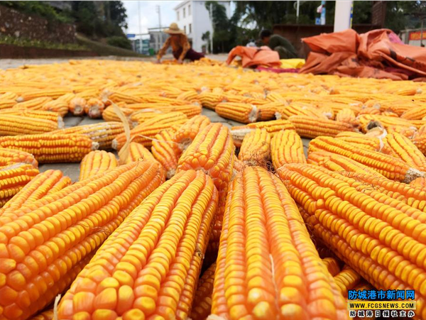 上思县南屏瑶族乡渠坤村的村民正晒了满地金黄的玉米