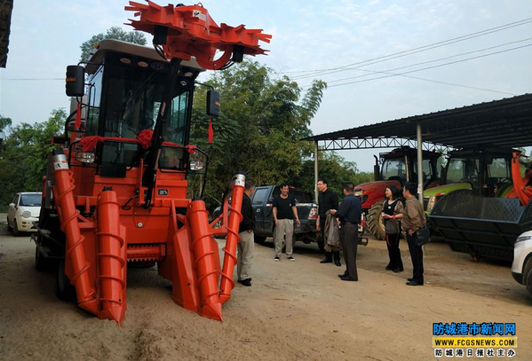 上思县引进切断式甘蔗联合收割机