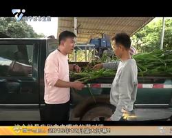 这里有好嘢 吃草的土鸡