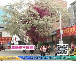 百色：合抱相生的“网红树”刷爆朋友圈