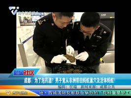 成都：为了泡药酒？男子竟从非洲带回蚂蚁巢穴及活体蚂蚁！