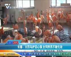 长春：火烈鸟妒忌心强  女饲养员不敢化妆