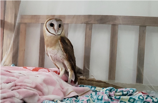 玉林：猴面猫头鹰飞落居民床头