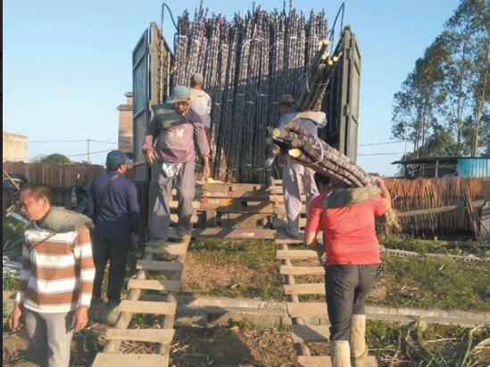 玉林：蔗农待价而沽，果蔗滞销价跌