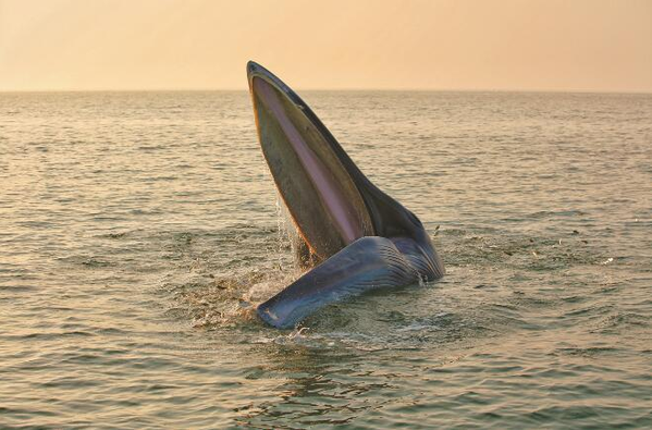 北海计划把涠洲岛海域打造成鲸鱼之乡