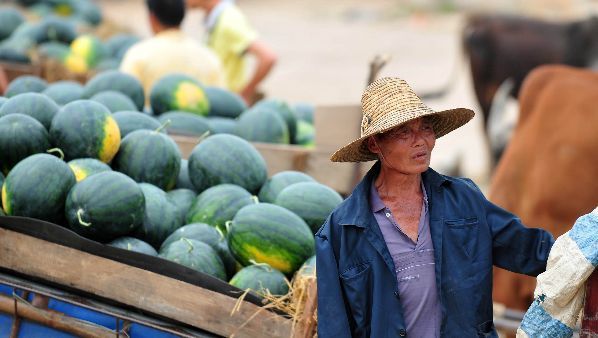 玉林：西瓜价格半月下跌2元/公斤