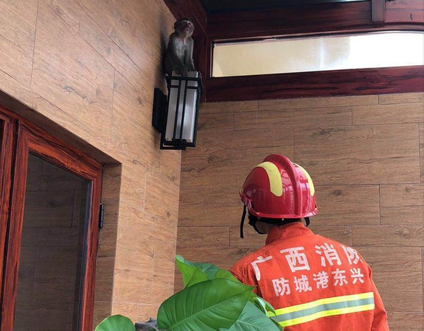 东兴：猴子钻进民房被消防官兵抓获