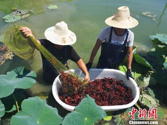 网红小龙虾引进广西农田养殖 虾农捞虾忙