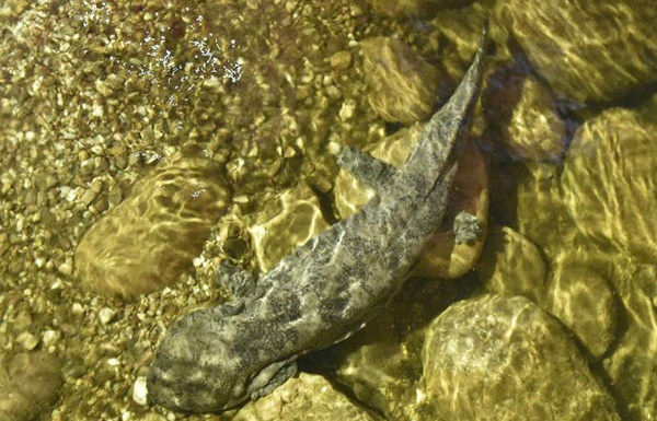 上思境内再次发现野生“娃娃鱼”