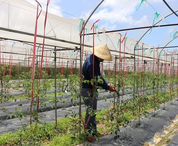 港口区光坡镇满福蔬菜种植基地初成规模