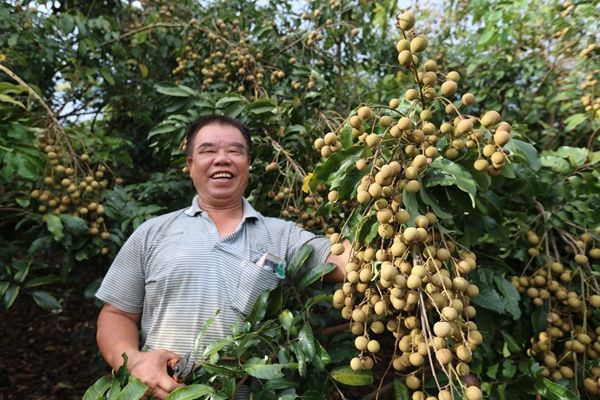大新县引进龙眼种植新技术 帮助果农种植龙眼