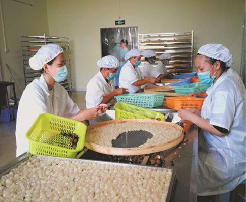 博白桂圆产业迸发新活力