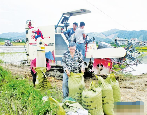上思县50%以上的稻田已经抢收抢插完毕