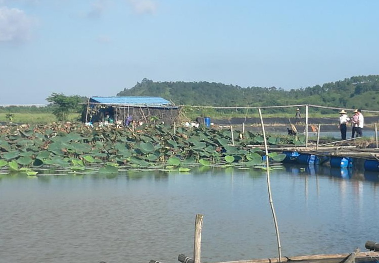 鱼跃荷塘处 稻香海边山