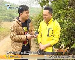 野趣厨房：武鸣灵马寻虫记