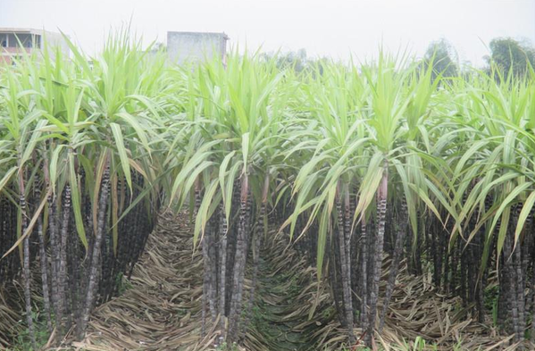 上思县华加村的黑皮甘蔗上市了