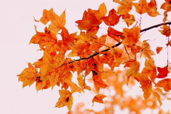 楓葉紅似火秋色惹人醉