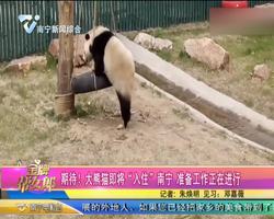 期待！大熊猫即将“入住”南宁  准备工作正在进行
