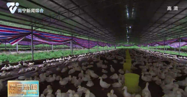 【决胜脱贫攻坚  推动乡村振兴】产业带动   政策扶持 为农民收入增长提供强劲动力