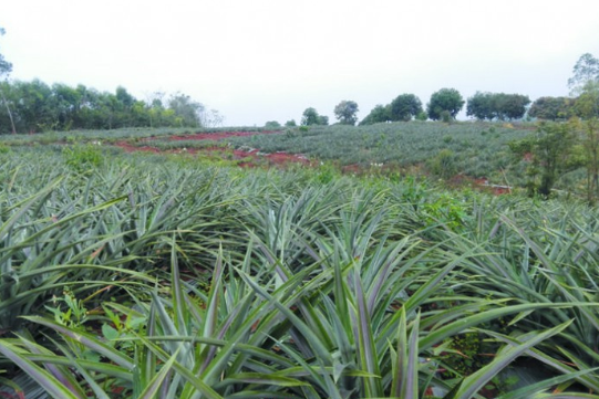 泰国凤梨落户博白初结“致富果”