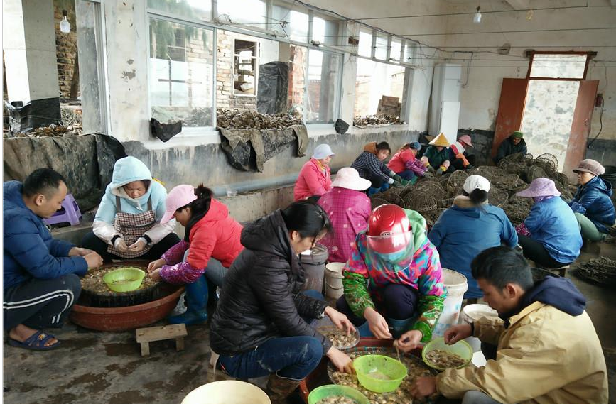 防城港：又是一个珍珠收获季节