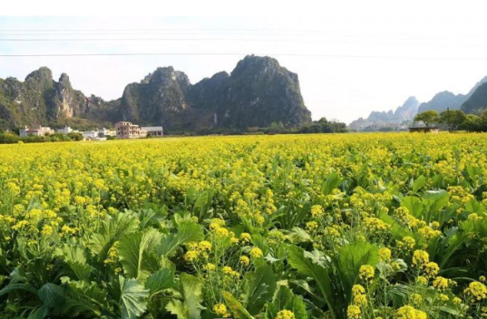 玉林：五彩田园二百亩油菜花竞艳