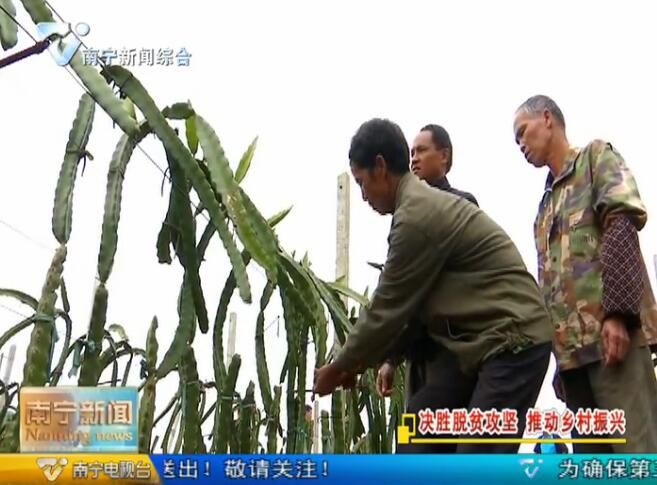 【决胜脱贫攻坚 推动乡村振兴】推动农业产业化 种好脱贫增收果