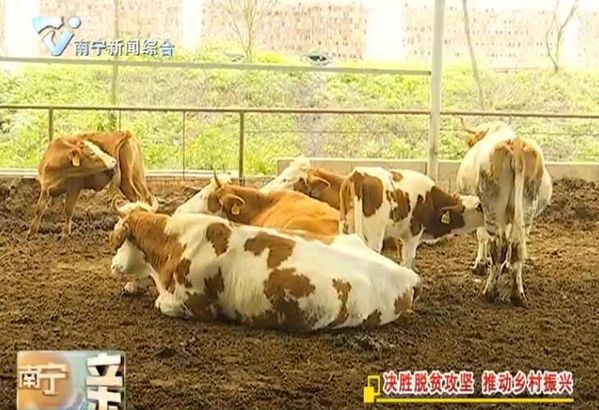 【决胜脱贫攻坚 推动乡村振兴】发展特色支柱产业  助力群众脱贫致富