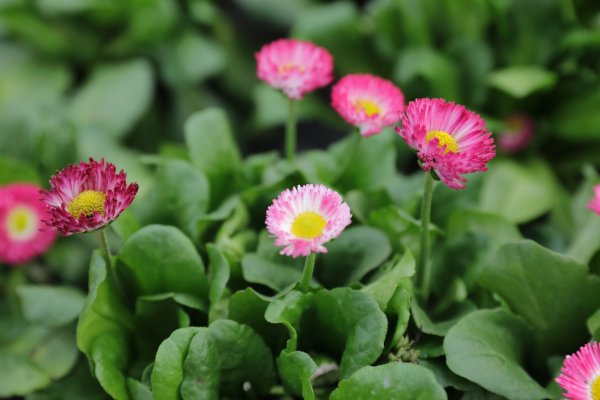 【春花圖鑒】春日賞花正當時，來瞧瞧這些花你都認識嗎？