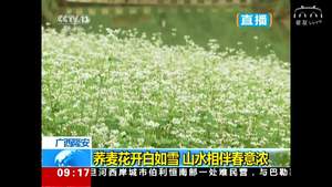 荞麦花开白如雪 山水相伴春意浓