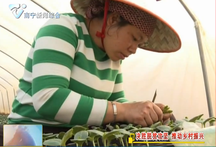 【决胜脱贫攻坚 推动乡村振兴】抢抓农时忙春种  农业科技进村屯