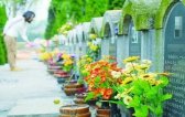 倡导生态节地葬法 厚养薄葬观念深入人心