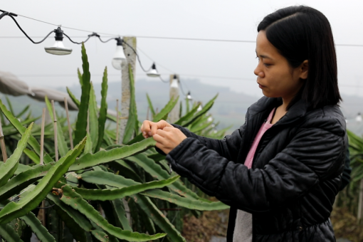 美女“海归”与火龙果的碰撞