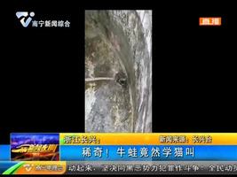 浙江长兴：稀奇！牛蛙竟然学猫叫