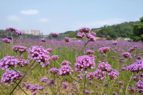 邕江岸邊的紫色花海