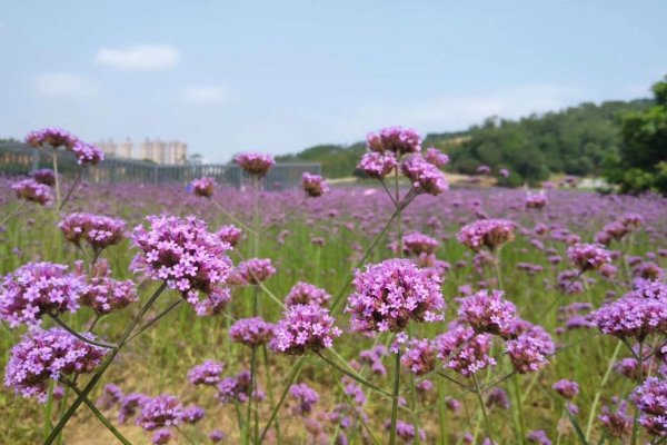 邕江岸边的紫色花海