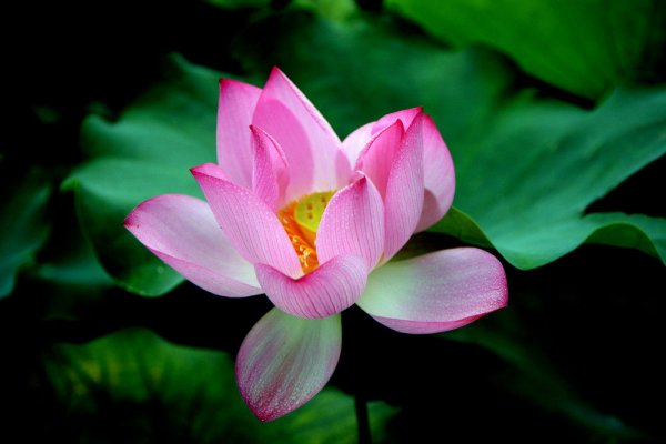 今夏“荷”你有約~