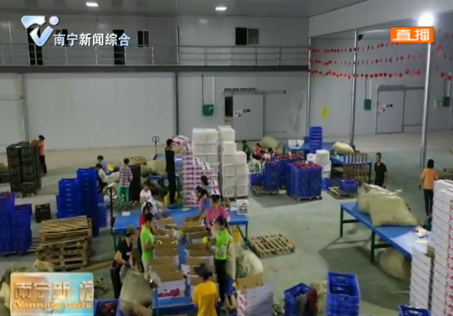 苏秀清：小小火龙果“种”出脱贫大产业