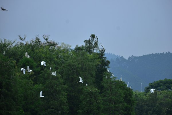 绿树丛间白鹭飞，这边风景正好