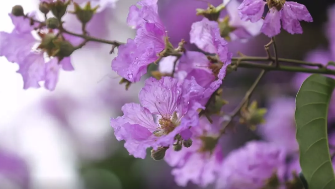 尔康，"紫薇"在南宁等你~