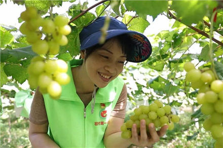 第一书记陆雅婷：葡萄甜了