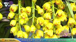 春节装扮：年宵花卉热销 颜值高寓意好