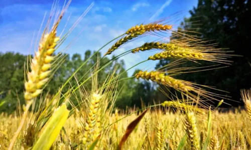 新春走基层丨“点谷成金”摘穷帽