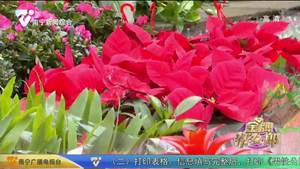 春节装扮：年宵花卉热销 颜值高寓意好