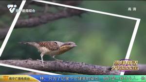 绿城“摄鸟人”：用镜头纪录“你”的过往