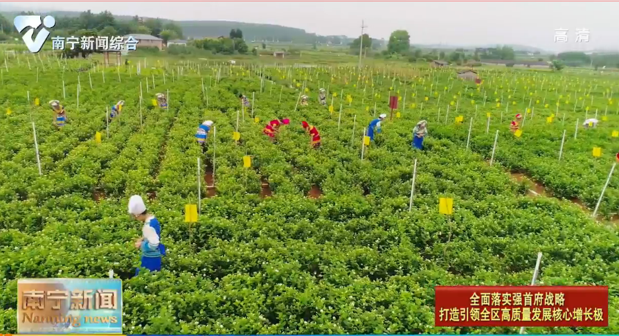 【全面落实强首府战略 打造引领全区高质量发展核心增长极】首批20个广西“桂字号”区域公用品牌评选揭晓   横县茉莉花和武鸣沃柑榜上有名