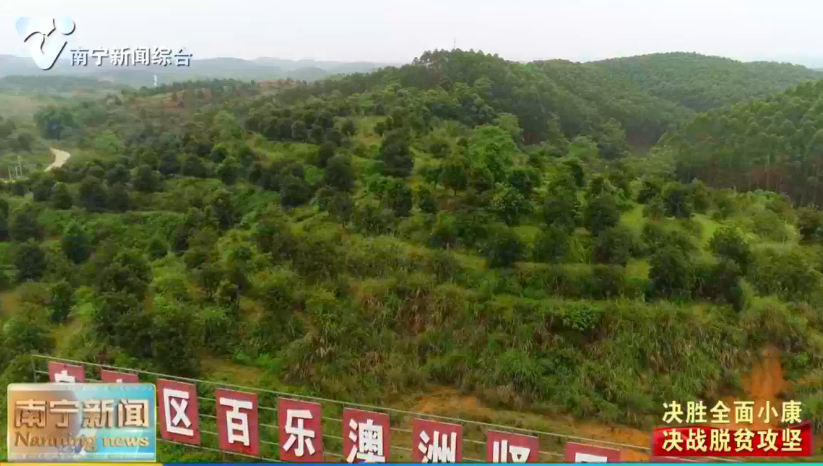 【决胜全面小康 决战脱贫攻坚】良庆区：打造扶贫产业 助力脱贫攻坚