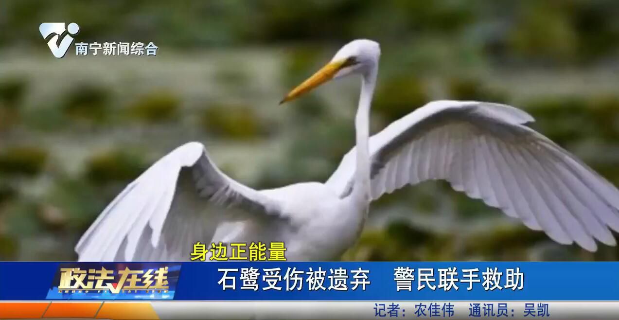 石鷺受傷被遺棄 警民聯手救助