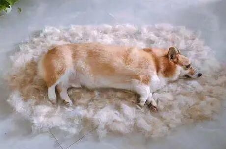 南宁版宠物生活垃圾分类实用知识划重点