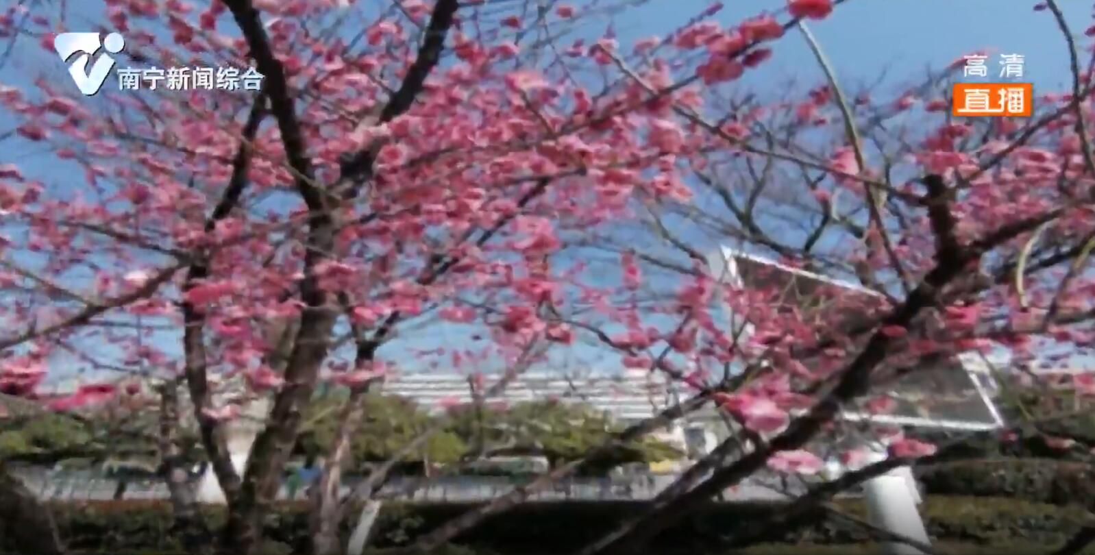 战“疫”日记：武汉的樱花开了 这座城必将重回美丽